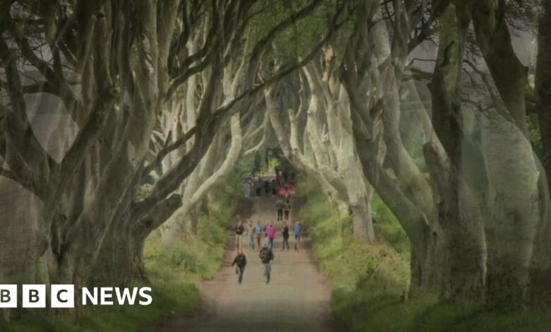 107038992 hedges.jpg