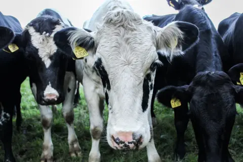 Gemma Espinosa A group of cows