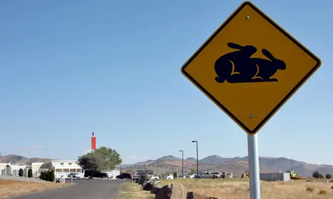 Alamy copulating bunnies
