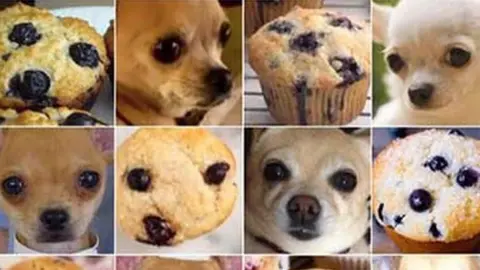 @teenybiscuit Muffins and chihuahuas side by side