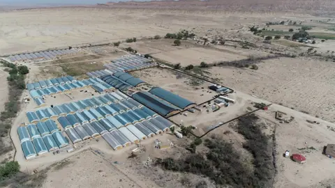 Navajo Nation Police Department An aerial shot of the cannabis farms last summer in Shiprock, New Mexico