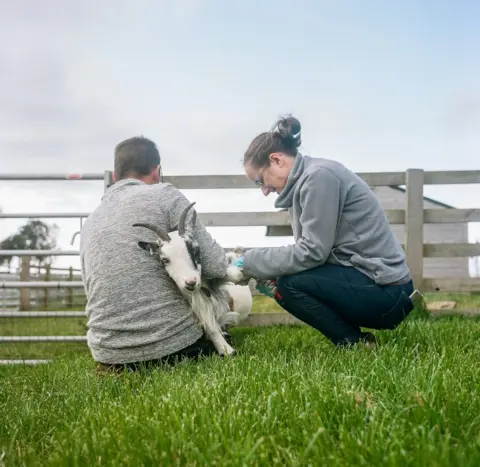 Joanne Coates Farmer Samantha trims a goat's hoof with her husband Brian in Northumberland
