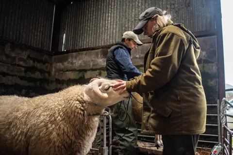 Joanne Coates Kirstie with her husband Kevin tend to their flock of Cheviot sheep