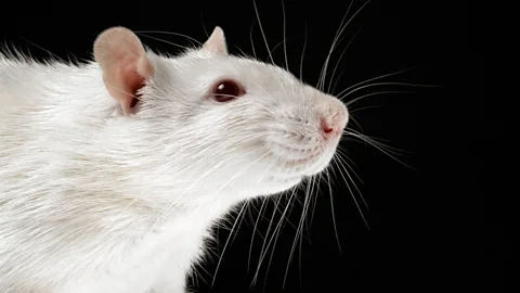 Experiments on rats found that the more stress they suffered, the shorter their lives (Science Photo Library)