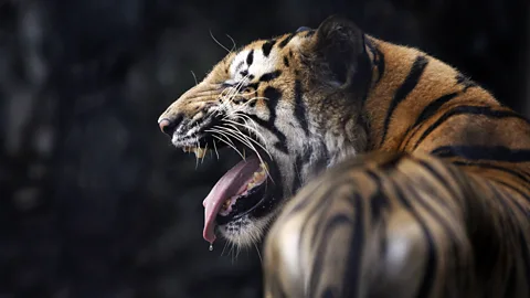 Getty Images There may have once been hundreds of thousands of tigers in India's forests (Credit: Getty Images)