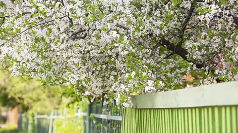 Sheila Sim Natalia Nikitina is hoping to bring back Russia's heritage apple varieties such as the Arkad, Tolstoy’s favourite (Credit: Sheila Sim)