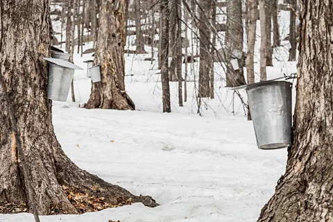 Benoit Daoust/Alamy Before making pikoodinigan, Nottaway always talks to her maple trees and asks them how they're doing (Credit: Benoit Daoust/Alamy)