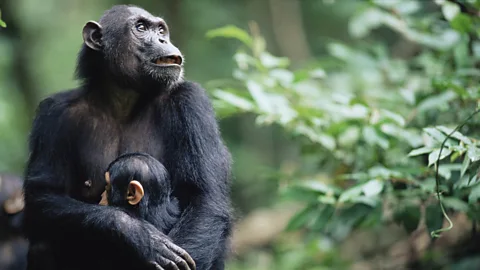 Anup Shah/Getty Images Goodall says one of the most important things we can do to help the environment is to restore forests (Credit: Anup Shah/Getty Images)