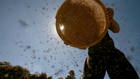 SAIF DAHLAH/AFP/Getty Images Sansour hopes to help preserve examples of traditionally farmed land so that future generations can have a reference point (Credit: SAIF DAHLAH/AFP/Getty Images)