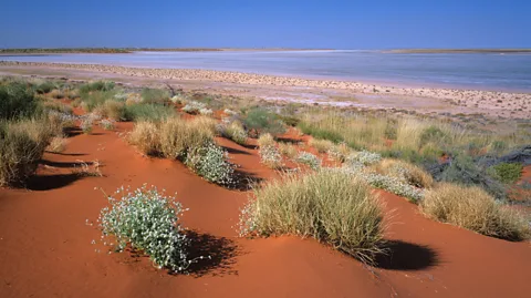 Ted Mead/Getty Images Australia's Great Sandy Desert is made up of spinifex grassland, salt lakes and endless red sand plains (Credit: Ted Mead/Getty Images)