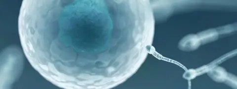 Science Photo Library Egg and sperm