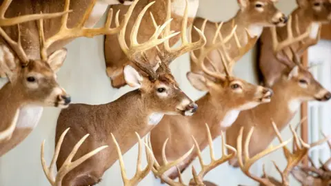 Getty Images deer mounted on the wall