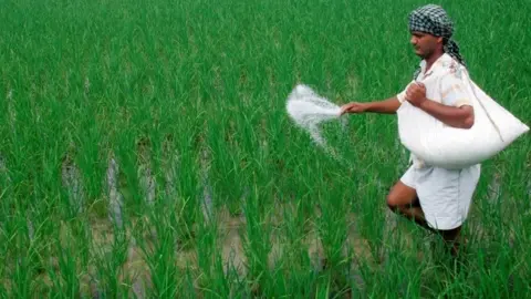 Reuters A farmer spreads fertilizers on his rice plants in Patra village in the northern Indian state of Punjab August 4, 2007