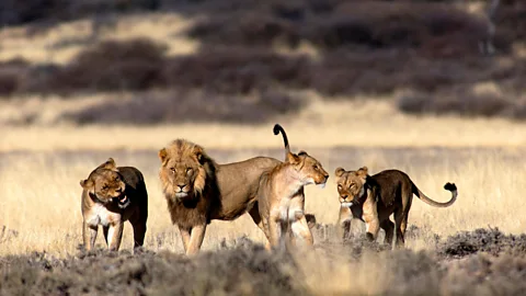 Fernando Quevedo de Oliveira/Alamy Many terms that appear in The Book of St Albans, including a ‘pride of lions’, are still used today (Credit: Fernando Quevedo de Oliveira/Alamy)