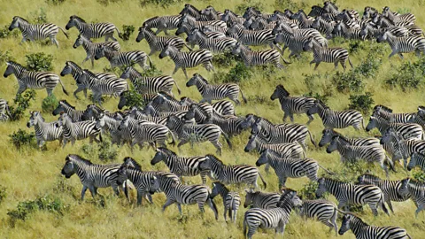 Mint Images Limited/Alamy New collective nouns, such as a ‘dazzle of zebra’, have developed, still with the intent to illustrate the animals' characteristics (Credit: Mint Images Limited/Alamy)