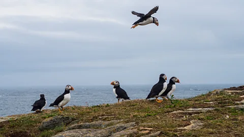 Diane Selkirk Elliston is one of the best places in North America to spot puffins (Credit: Diane Selkirk)