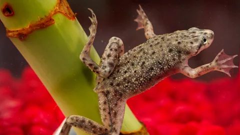 iStock Investigators managed to track down one outbreak not to food, but to a species of frog kept in home aquariums (Credit: iStock)
