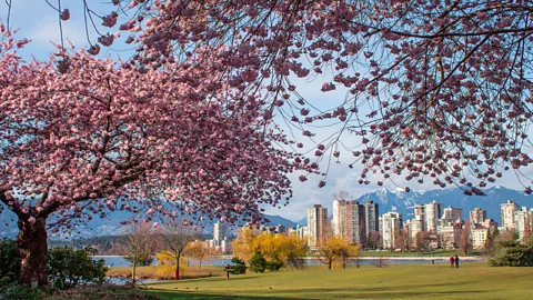 Diane Selkirk Chinook Wawa was reaching its peak in the 1860s when the Hastings Sawmill on Burrard Inlet became the birthplace of Vancouver (Credit: Diane Selkirk)
