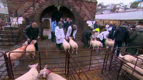 BBC Dartmouth Fatstock Show