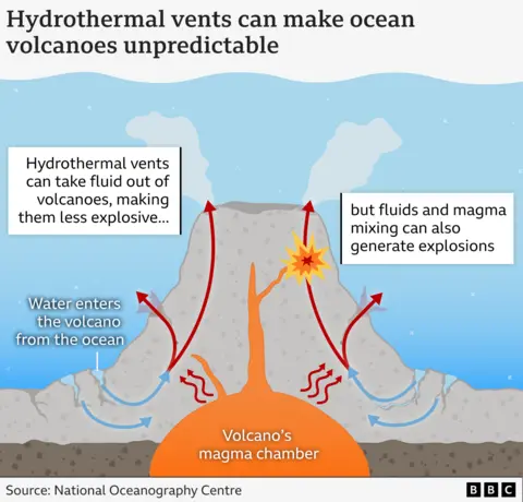 A graphic showing how hydrothermal vents could make volcanoes more explosive. At the bottom is an orange blob with a vent above, reading "Volcano's magma chamber'. On either side is brown sediment with dark brown spots, and above that is a grey cone shape of the volcano. Around the volcano is blue water, and at the top two white plumes of smoke. Inside the volcano red and blue lines indicate where hydrothermal vents could release gas. Hydrothermal vents can take fluid out of volcanoes, making them less explosive. But they could also mix fluids and magma which could generate explosions.